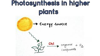 Photosynthesis in higher plants  basics lecture [upl. by Renate]