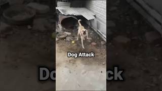 Dog Attack ❌ doglover techintelugu ravitechseries safety [upl. by Kosiur]