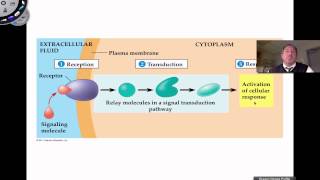 Signal Transduction Pathways [upl. by Ades]