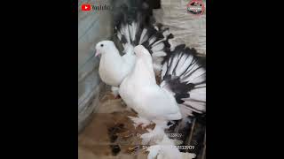 Beautiful Fantail pigeon লক্ষা কবুতর ময়ূরী কবুতর fantailpigeon pigeon pets [upl. by Bogosian]