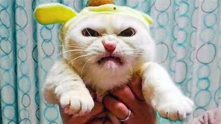 FUNNY CAT MEMES COMPILATION OF 2023 V16 [upl. by Elodie153]