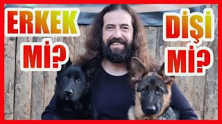 ERKEK KÖPEK Mİ  DİŞİ KÖPEK Mİ ALMALIYIM [upl. by Lapides158]