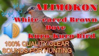 ALIMOKON CALL SOUND  WHITE EARED BROWN DOVE  KUROKURO BIRD PANG HUNTING [upl. by Cirdet]