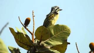 Yellowfronted Tinkerbird [upl. by Pitarys]