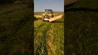 Siega de Crotalaria Juncea en Cordoba wwwefectosolucionescom [upl. by Oric]