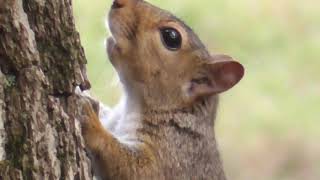 Ground Squirrels Packing for Winter [upl. by Ennovaj]