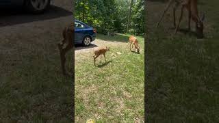 Loudest fawn ever bleating [upl. by Ernaldus]