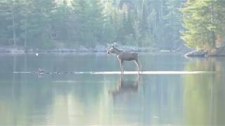 The great Canadian Moose [upl. by Kcirdehs]