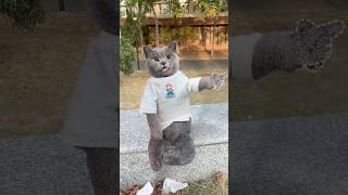 Dont Throw It✋ Its A Surprise Snack For The Squirrel🐿️🌰 catvideos catmemes trending [upl. by Enyluqcaj171]