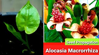 Alocasia Macrorrhiza Guide  Seed Propagation amp Care [upl. by Enitsua]