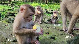 Lively Morning Breakfast With The Luna Family And Kids Monkey In Sovana🐒💖🌿🍃 [upl. by Tirb]