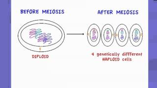 421 State that Meiosis is a reduction division [upl. by Feerahs]