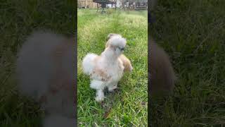 Silkies Pepe y lola chicken silkiechicken pollitos shortvideo [upl. by Carmena129]