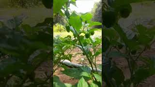 how to grow scotch bonnet peppers from seed so easily [upl. by Esme827]