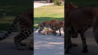 Leopard Enters City Looking for Prey and Meets Two Dogs anime wildlife leopard dog [upl. by Nahsez]