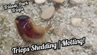 Triops  Triops Australiensis Green MoltingShedding the exoskeleton [upl. by Rybma]