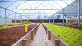 Tour an AQUAPONICS FARM in Texas 🐟  🌿 🤠 Sustainable Harvesters [upl. by Burrow776]