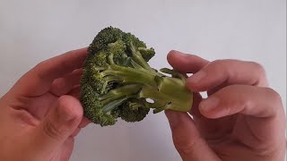 Como Rebrotar o Germinar Brocoli Sin Semilla [upl. by Ahsilrae]