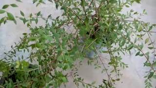 461  How to grow HENNA MEHNDI PLANTLAWSONIA INERMIS from cutting Hindi Urdu 29717 [upl. by Leahcin]