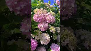 Hydrangea flower Plant [upl. by Ehudd332]