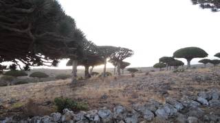 Day 8 Socotra  Dragon Blood Tree mountain top [upl. by Durarte]