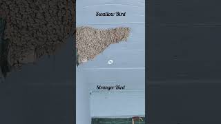 interesting how swallow birds make mud nest birds swallow nature [upl. by Latsyc]