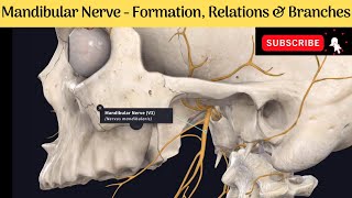 Mandibular Nerve  Formation  Course  Relations  Branches Anatomy mbbs education [upl. by Glassman87]