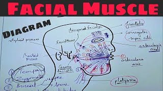 Facial Muscle Diagram amp Nerve Supply  Facial Nerve  extra cranial course [upl. by Chandal]