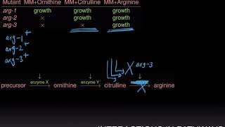 Interactions in Pathways [upl. by Roane]