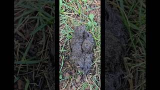 Found a wadded hairball Any suggestions hiking walkingsticks wildlife wilderness [upl. by Grindle745]