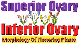 Superior and inferior ovarytrick for hypogynous and epigynous flowerMorphology flowering plants [upl. by Yenal]