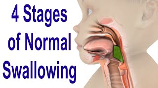 The 4 Stages of Swallowing Biomechanics amp Bolus Movement [upl. by Yrrehs]