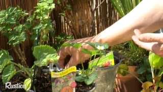 Un potager sur le balcon pour faire le plein de vitamines [upl. by Martreb]