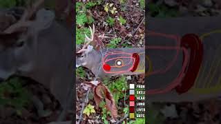 Real time shot placement on a whitetail Our latest video breaks down deer anatomy while bowhunting [upl. by Yregram]