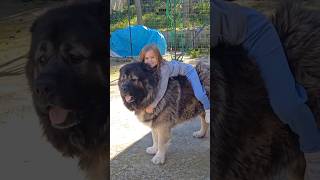 Caucasian Shepherd Size comparison with Saint Bernard🔥 [upl. by Elrebmik410]