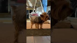 Yorkie Barking [upl. by Scheer]