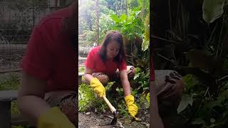 Gardening tool  mini pick mattock cooltool theecqbloomsgarden weedingtool [upl. by Nored]