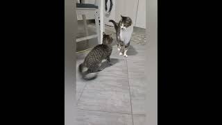 CIRCE E LA FRATELLANZAcat kittenslovers catshorts catlover ladolcevita funny pets divertente [upl. by Llain]