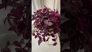 Tradescantia houseplants indoorplants plantlover plantcollection indoorgardening plants [upl. by Madel]