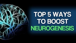 Top 5 Ways To Boost Neurogenesis [upl. by Veda]