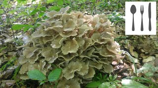 Żagiew wielogłowa Polyporus umbellatus Sowina [upl. by Alyose]