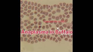 Anaplasma in RBC Blood Protozoa in Buffalo Blood Protozoa in Animal [upl. by Gibbeon125]