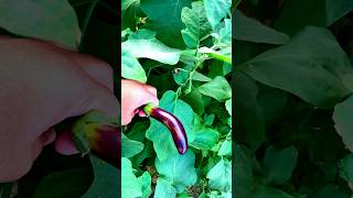 Brinjal eggplants at my home’s kitchen garden [upl. by Ahseekat]