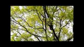 2012 Connecticut Tree Climbing Competition [upl. by Xino]