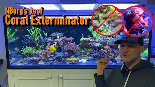 How to Kill Pest Corals for Good [upl. by Nathalia]