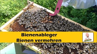 Wie macht man ein Ableger von Bienen [upl. by Tshombe]