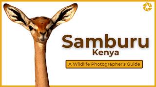 Samburu  A Wildlife Photographers Guide [upl. by Eelyahs]