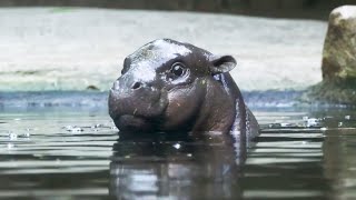 Could New Pygmy Hippo Toni Rival Moo Dengs Popularity [upl. by Ardeha]