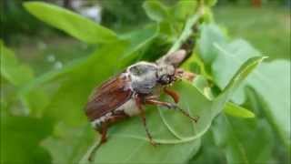 Le Hanneton commun Melolontha melolontha  à table  par André Lequet [upl. by Icyak117]