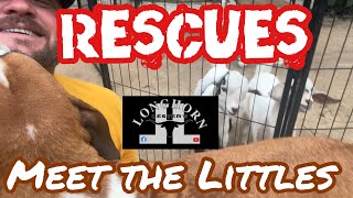 FARM ANIMAL RESCUES at LHL [upl. by Niloc]